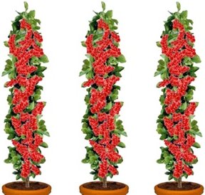 3er-Set Rote Johannisbeeren