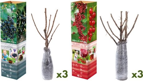 Johannisbeeren: 3 / Schwarze Johannisbeeren