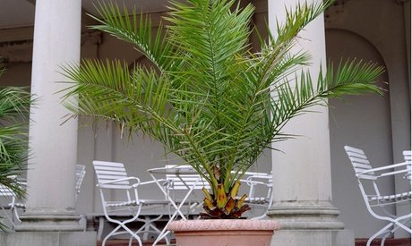 Kanarische Dattelpalme: 50-60 cm inkl. 15-cm-Topf / 1