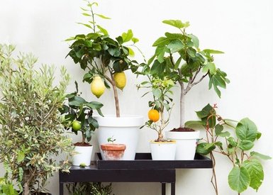 4er-Set mediterrane Obstbäume