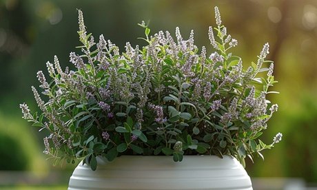 Hebe-Strauch „Strauchveronika“: 6