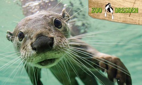 1x Tageskarte für 1 Erwachsenen im Zoo Dresden (einlösbar: 01.01.26 - 31.01.26)