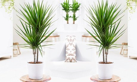 Drachenbaum „Marginata”: 4