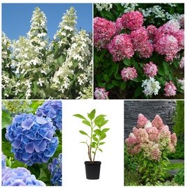 Hortensien-Mix: 8