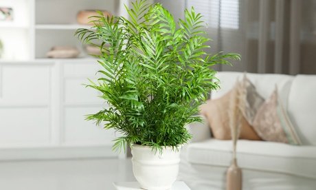 Mexikanische Zwergpalme: 2 / Groß