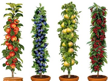 Säulen-Obst-Kollektion: 4er-Set