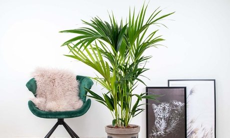 Luftreinigende Kentia-Palme (Howea Forsteriana): 1