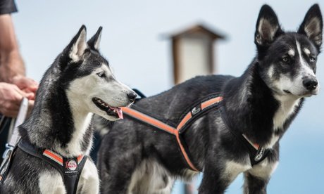 2 Erwachsener und 1 Kinder: Husky-Wanderung