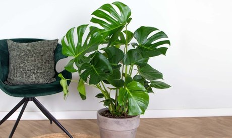 Fensterblätter-Pflanze Monstera Deliciosa : 2 / Fensterblätter-Pflanze mit 17 cm Topf