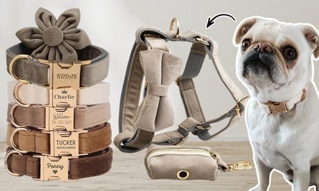 2x personalisierbares Haustier-Halsband mit Namensschild (zzgl. Versandkosten)