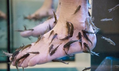 Für 1 Person 40 Min. Hand-oder Fußpflege im Fisch-Bad inkl. Getränk