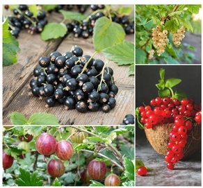 4er-Set Beeren-Pflanzen