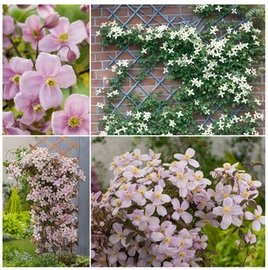 3er-Set Berg-Waldrebe: Mayleen