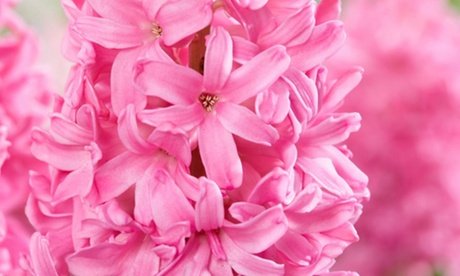 25x Blumenzwiebel-Mischung „Color your garden“: Peach Blush