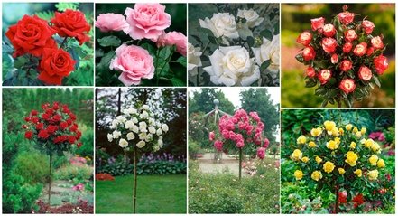 3er-Set Stamm-Rosen: Rot + Rosa + Weiß