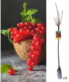 2x rote Johannisbeerpflanzen mit Stamm