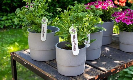 3er-Set Duftgeranien gegen Mücken