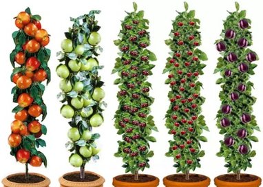 5er-Set Obstbäume: Apfel Birne Süßkirsche Sauerkirsche und Pflaume