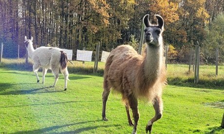 Für 2 Personen: 2h Lama-Park-Wanderung