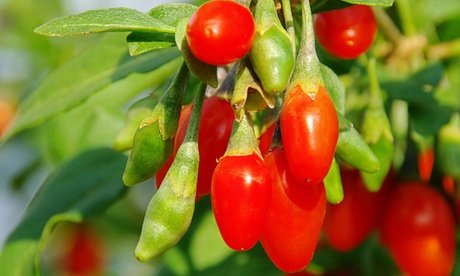 Thumbnail - 4er-Set Goji-Beeren-Pflanze
