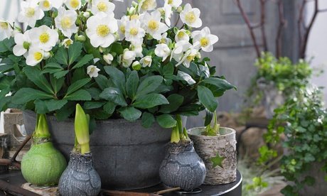 Schneerose: 3 Pflanzen