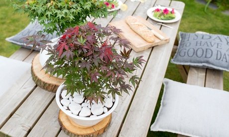 Roter Fächerahorn Atropurpureum : 2