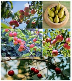 3er-Set Obstbäume: Schattenmorelle