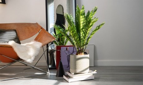 Japanischer Sagopalmfarn: 1 / 50-70 cm