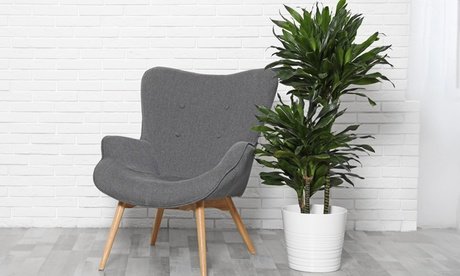 OH2 4er-Set Drachenbäume: 2x Lemon Lime und 2x Compacta