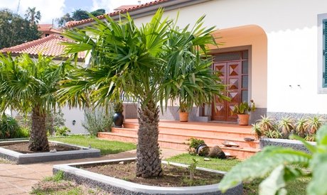 Chinesische Hanfpalme Trachycarpus Fortunei