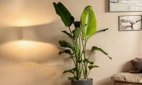 Paradiesvogelpflanze: Strelitzia Nicolai P17 / 2x