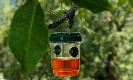 Solar-Insektenfalle: 1