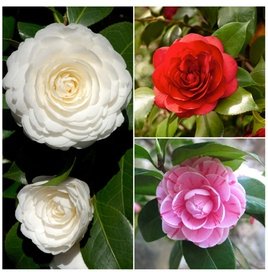Camellia japonica: Von jedem eines / 3