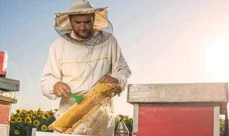 1x Schnupperkurs Einmal Imker für 1 Person beim Berufsimker & Bienenpädagogen