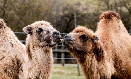 Für 2 Erwachsene: Tageskarte für Freizeitpark Rotfelden