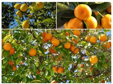 4er-Set Zitrus-Mix-Pflanzen