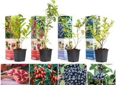 Fruchtpflanzen „Power Foods“: 8