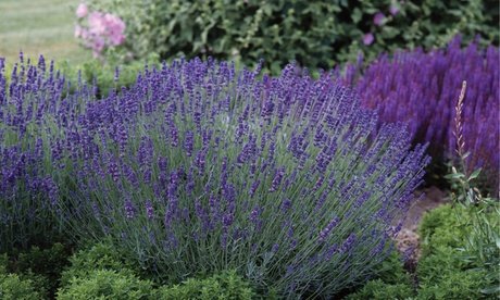 Echter Lavendel Ardéche Blue Lavandula angustifolia : 6