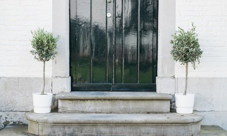 Olivenbäume: 4er-Set Olivenbäume (25 - 38 cm)