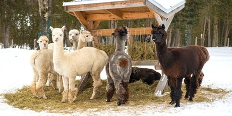 Lamawanderung im Pfälzerwald 1 5 Stunden für 2 Personen