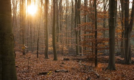 Für 1 Person: 2-3 Std. Gruppenkurs Waldbaden