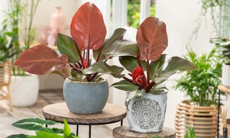 Philodendron Sunlight : 2