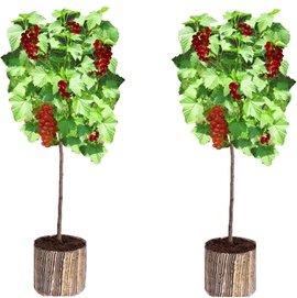 2x rote Johannisbeerpflanzen mit Stamm