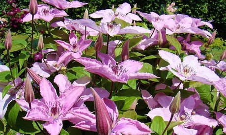 Waldreben (Clematis): Violett