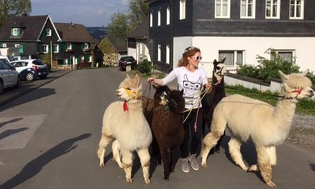 Für 1 Familie (bis zu 4 Personen): 1 5 - 2 Std. Alpaka-Wanderung