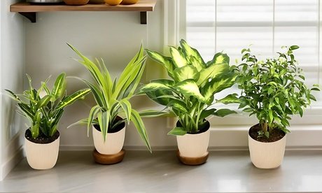 4er-Set trendige Zimmerpflanzen in stilvoller Verpackung