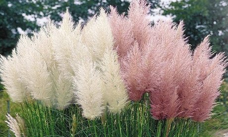 Pampasgräser Cortaderia selloana : 6er-Set / Rosa