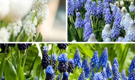 Traubenhyazinten-Blumenzwiebel: 200x / Muscari Armeniacum