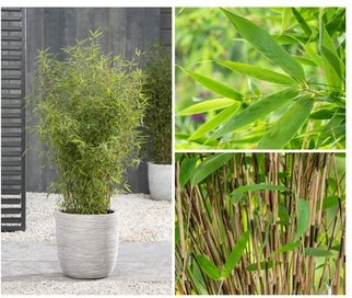 Bambus-Pflanze „Fargesia : 2 / Mittel