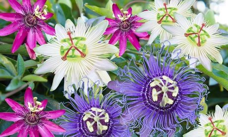 3er-Mix-Set Passionsblumen: 1